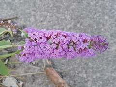 Buddleja davidii