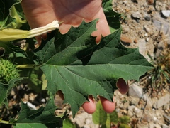 Datura stramonium