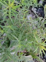 Linaria vulgaris