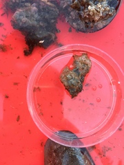 Molgula manhattensis