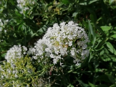 Centranthus ruber