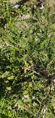 Sophora molloyi