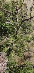 Sophora molloyi