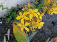 Hypericum perforatum