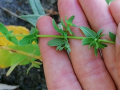 Hypericum perforatum
