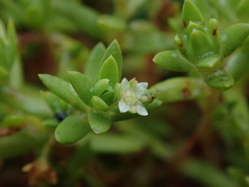 Crassula helmsii