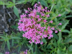 Centranthus ruber