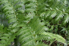 Alsophila portoricensis