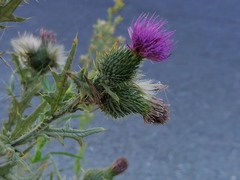 Cirsium vulgare