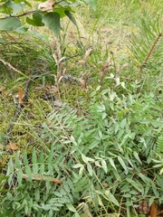 Oxytropis sordida