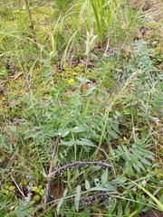 Oxytropis sordida