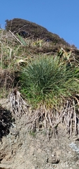 Aciphylla squarrosa squarrosa