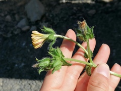 Helminthotheca echioides