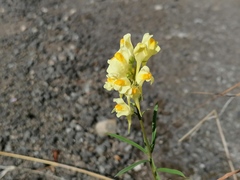 Linaria vulgaris