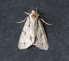 Acronicta psi