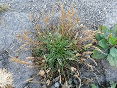 Plantago coronopus