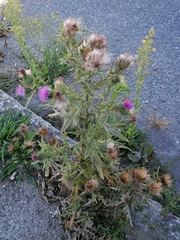 Cirsium vulgare