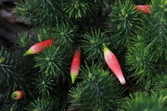 Stenanthera pinifolia