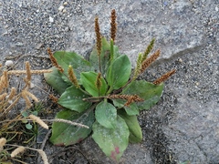 Plantago major