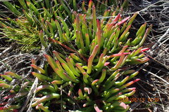 Carpobrotus muirii