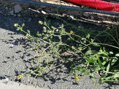 Helminthotheca echioides