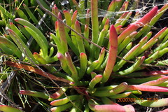 Carpobrotus muirii