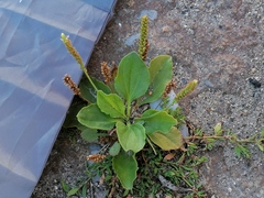 Plantago major