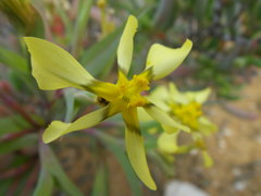 Moraea knersvlaktensis