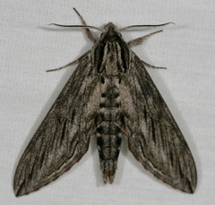 Sphinx canadensis