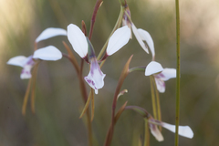 Diuris alba