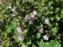 Cymbalaria muralis