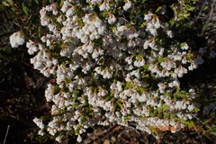 Erica spectabilis