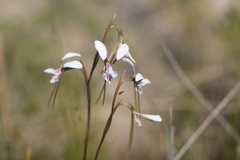 Diuris alba