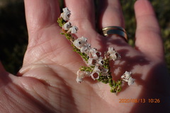 Erica spectabilis