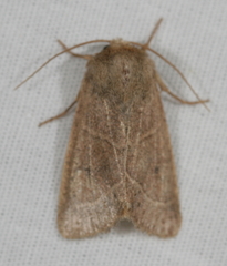 Lemmeria digitalis
