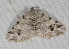 Macaria pinistrobata
