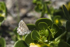 Theclinesthes