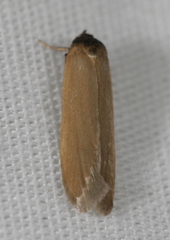 Holcocera immaculella