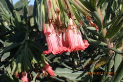 Lobostemon belliformis