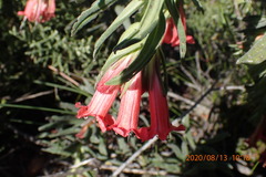 Lobostemon belliformis