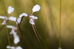 Diuris alba