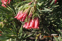 Lobostemon belliformis