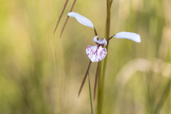 Diuris alba