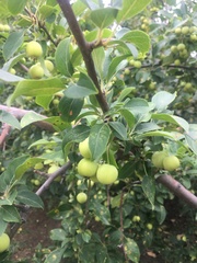 Malus micromalus