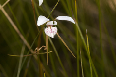 Diuris alba