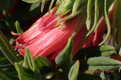 Lobostemon belliformis