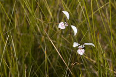 Diuris alba
