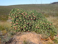 Lobostemon belliformis