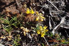 Rhynchosia ferulifolia