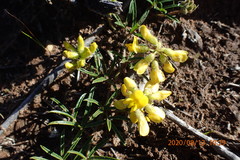 Rhynchosia ferulifolia